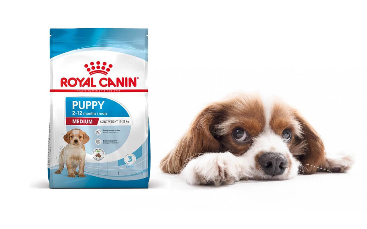 Royal Canin Suplementi za Pse: Vodič za Zdravlje i Energiju Vašeg Ljubimca