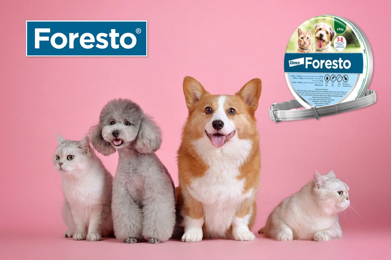 Foresto ogrlica: zaštita pasa bez kompromisa + cena, akcije i saveti